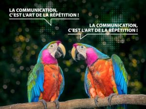 2 perroquets répètent la communication, c'est l'art de la répétition