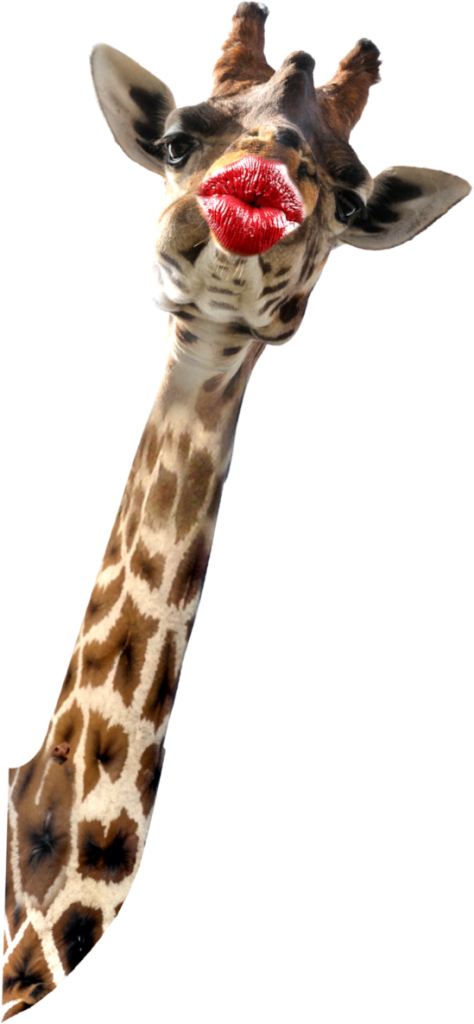 Girafe